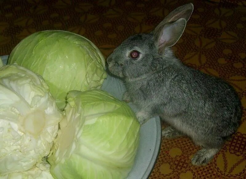 Заяц ест капусту. Заяц с капустой. Кролик с капустой. Кроличья капуста. Можно давать кроликам капусту