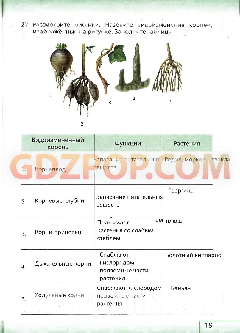 Видоизменение корня таблица 6 класс биология. Видоизмененные корни биология 6 класс таблица.