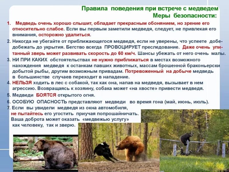 Обж встреча с дикими животными 8 класс. Поведение при встрече с медведем. безопасность при встрече с медведем. безопасность при встрече с дикими животными. правило встречи с медведем.