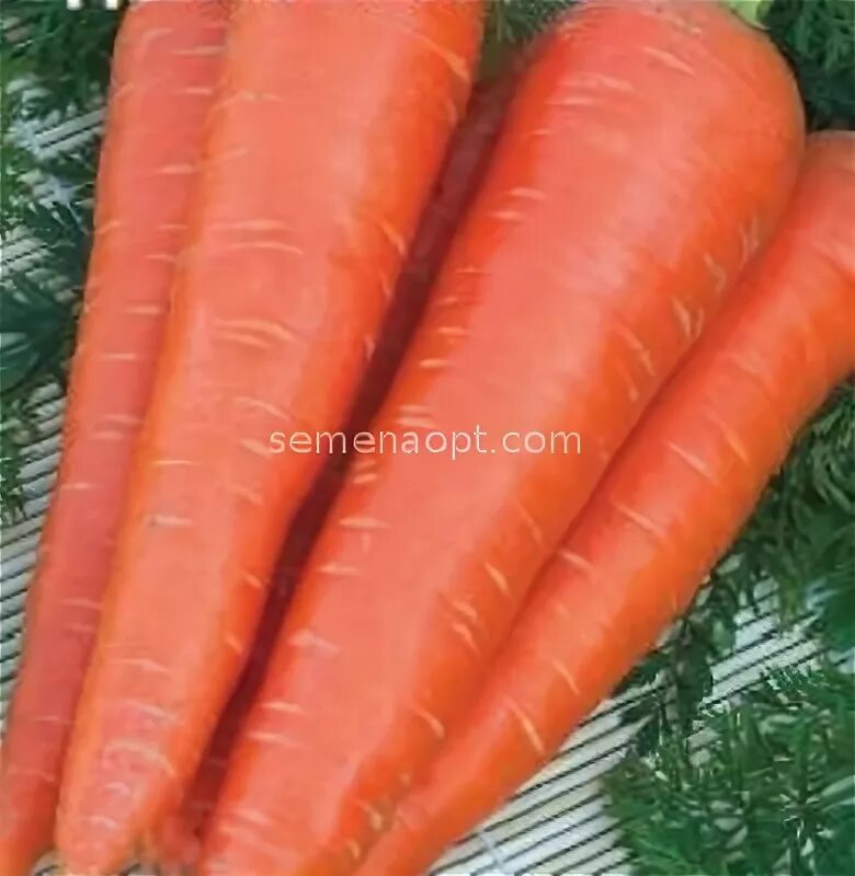 Морковь китайская красавица. Морковь pro. Вкус морковки. Сорта конусной моркови. Дикие овощи.