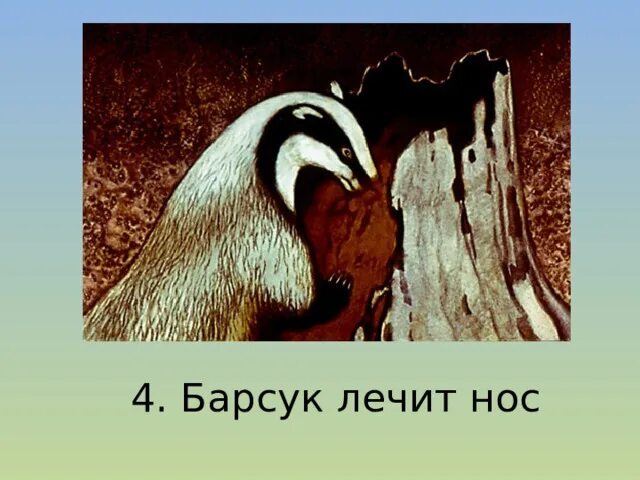 Барсучий нос Паустовский рисунок. Рисунок к рассказу барсучий нос. Барсучий нос рисунок для читательского дневника. Барсук лечит нос.