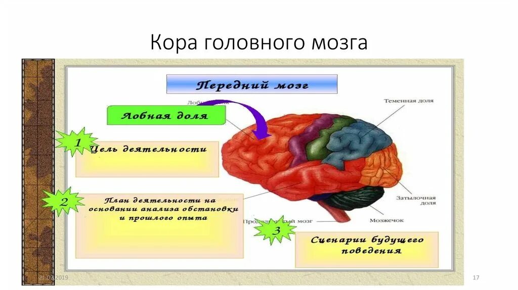 На кору головного мозга влияют. Гибель коры головного мозга.