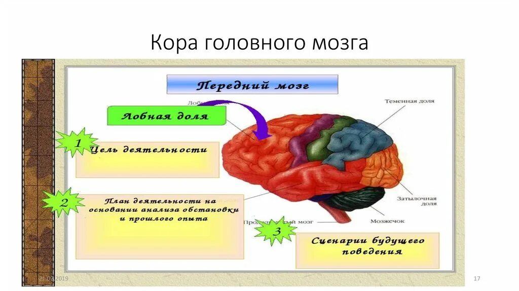 Свойства коры мозга