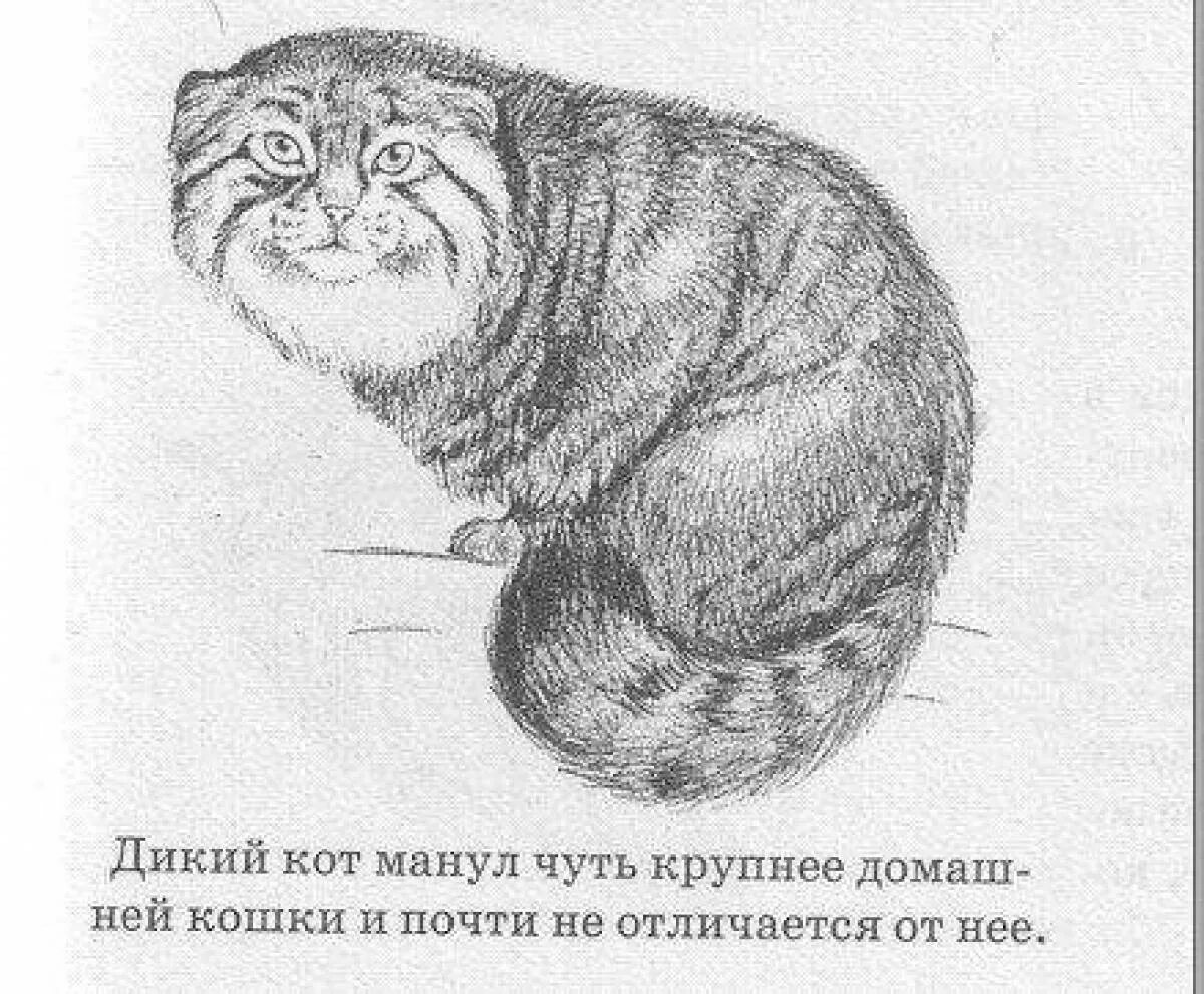 Раскраски Манул (29 шт.) - скачать или распечатать бесплатно #5042