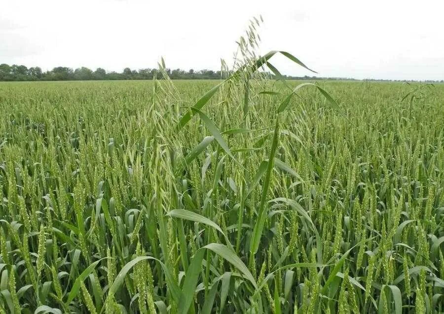 Гербіцид ХімагроМаркетинг Авангард 10л Plant Agro