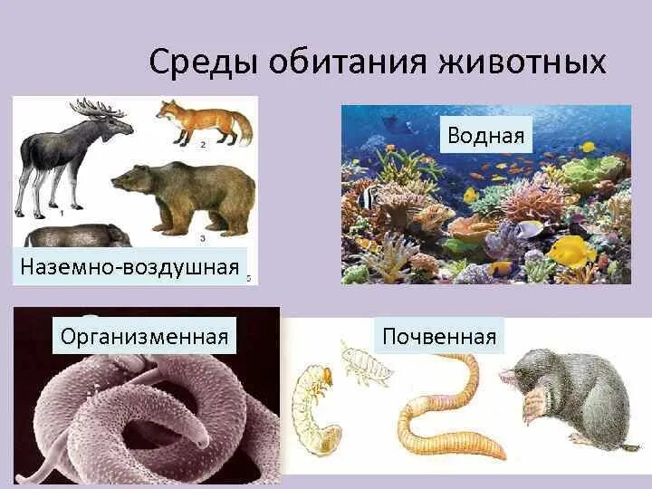 Какие среды живых организмов вы знаете. Обитатели среды. среды обитания животных. обитатели почвенной среды. почвенная и организменная среда.