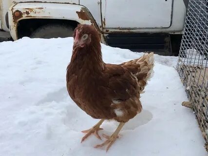 Продам курицу