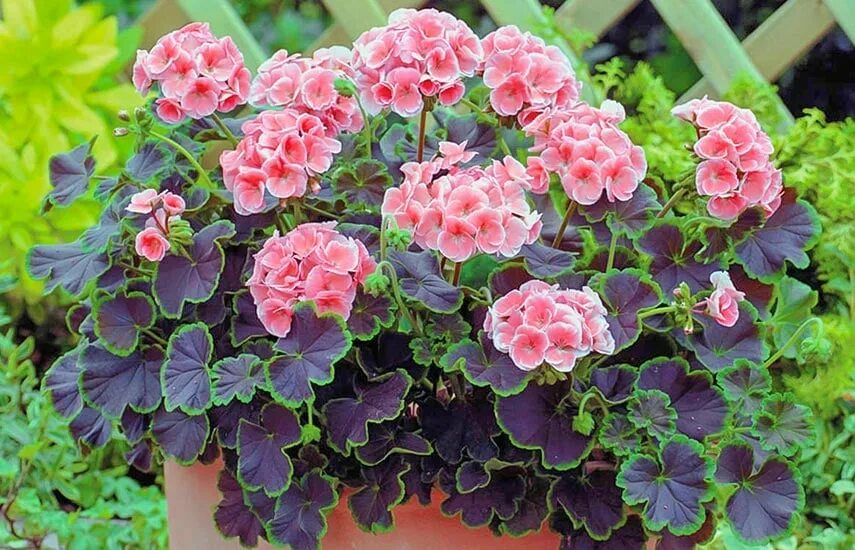 Фотография Flowers, Plants, Garden