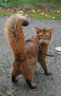 Кошка под хвостом