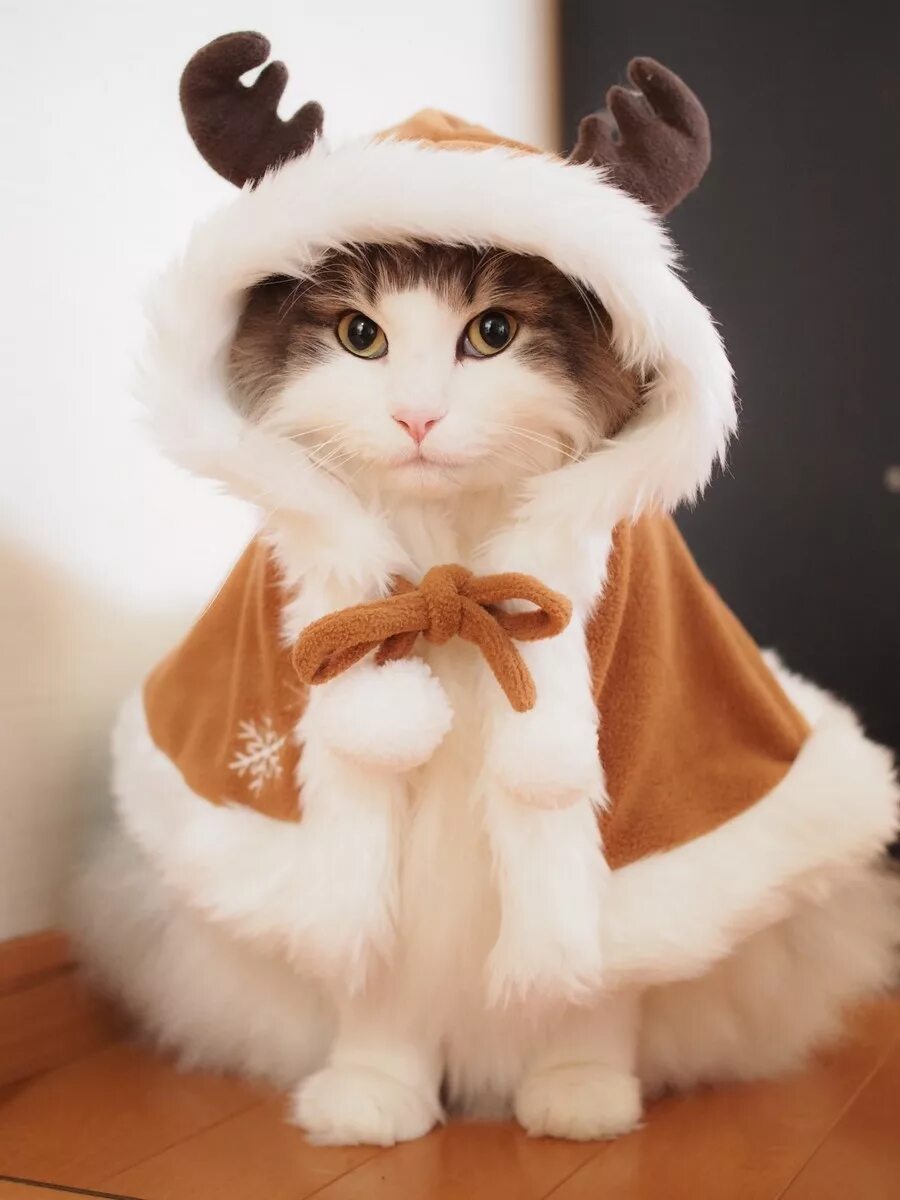 Картинки котиков с одеждой
