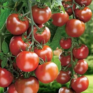 Семена лучших томатов отзывы