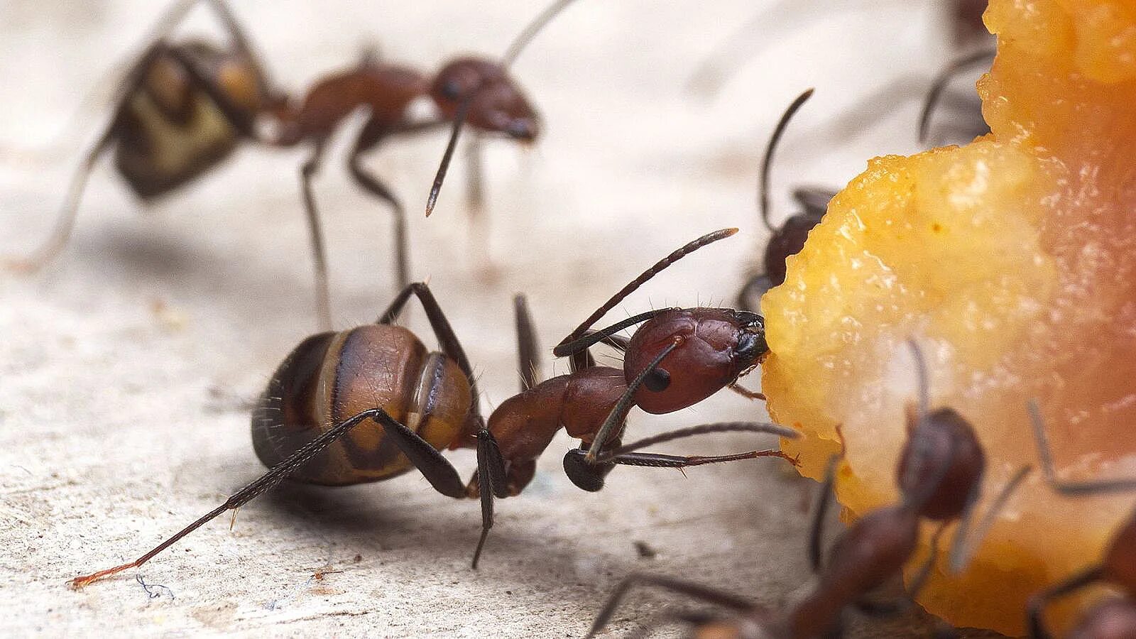 Куча муравьев. Кампонотус никобаренсис. Никобаренсис муравьи. Camponotus Nicobarensis матка. Кампонотус никобаренсис солдат.