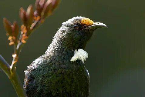 Forest birds