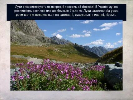 Горные луга покрытые травянистой растительностью в горных