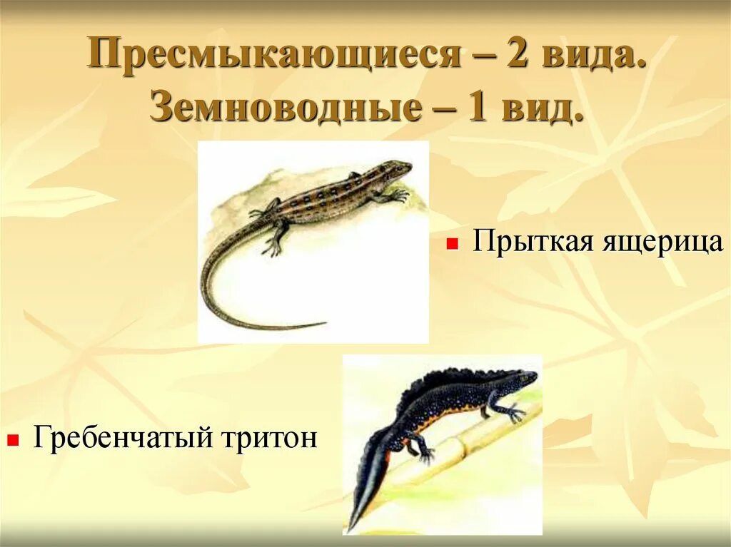 Гребенчатый тритон относится к пресмыкающимся. Ящерица прыткая тритон. пресмыкающиеся тритон. тритон это земноводное или пресмыкающееся. тритоны земноводные или пресмыкающиеся.