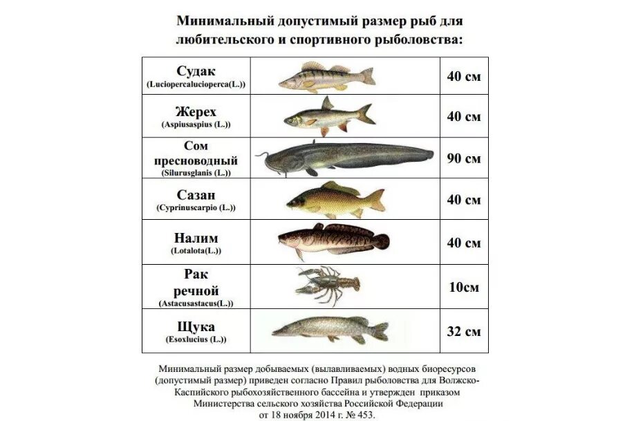 Правила любительского рыболовства в ростовской области. Минимальный размер рыбы разрешенный к вылову. Размеры рыб для ловли. Размеры рыб для вылова. Размер вылавливаемой рыбы.