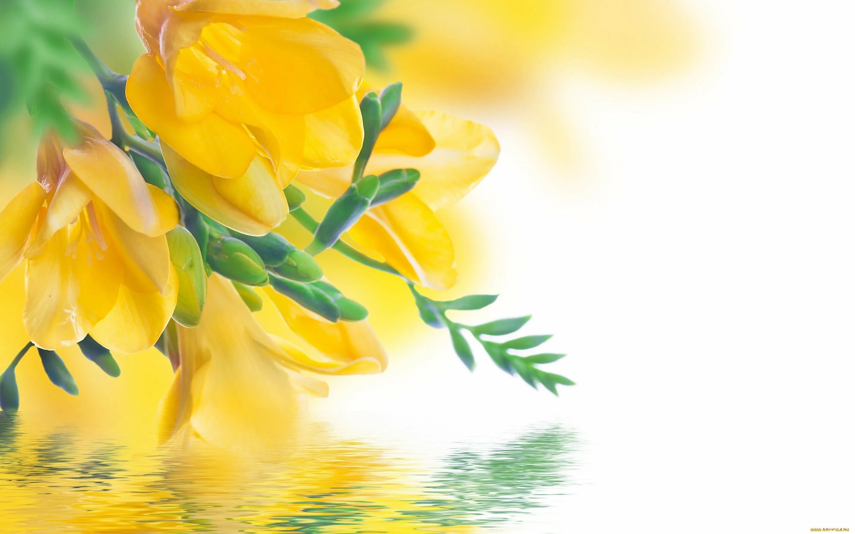 Фрезия с мимозой. Мимоза фрезии тюльпаны. Жёлтый цветок. Весенний букет фон