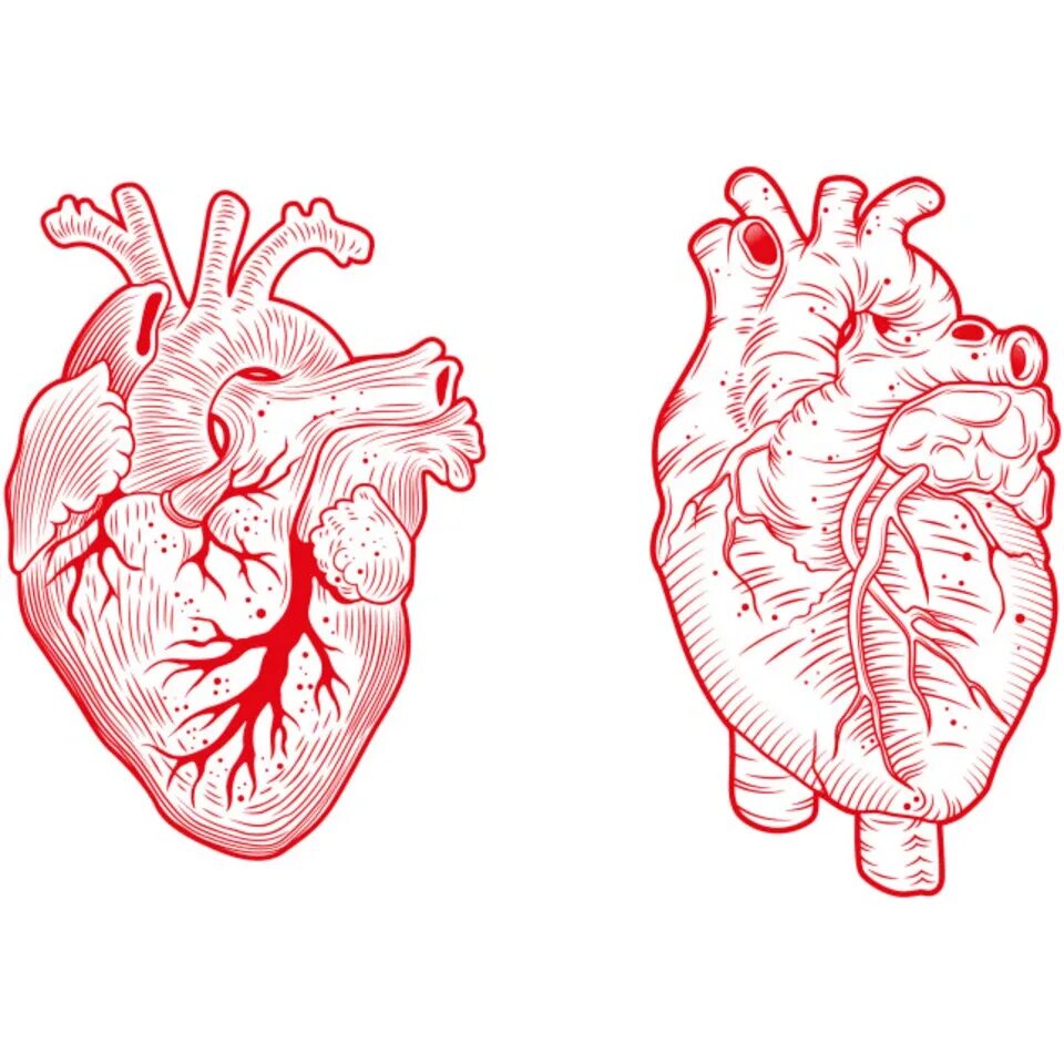 Орган сердце человека рисунок. Анатомическое сердце человека. Человеческое сердце со всех сторон.