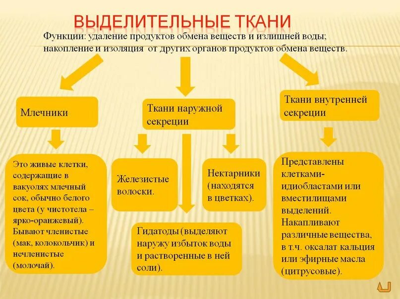 Ткани растений выделительная ткань. Типы выделительных тканей растений. Выделительные секреторные ткани растений. Выделительные ткани внутренней секреции растений. Выделительные ткани внутренней секреции.