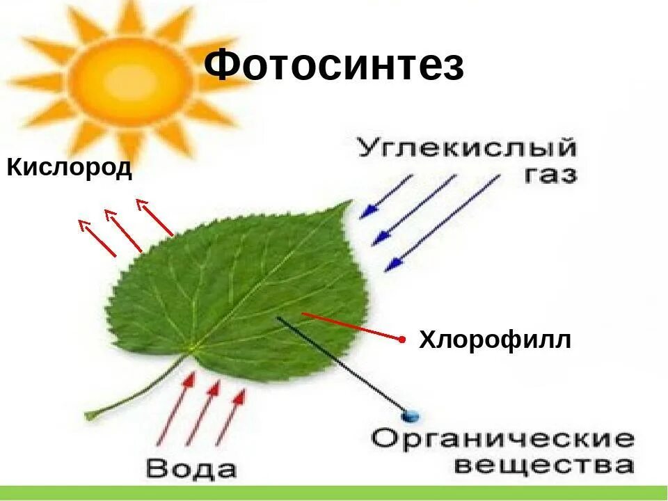 Фотосинтез рисунок схема. Схема процесса фотосинтеза. Фотосинтез растений. Биология 6 кл фотосинтез растений.