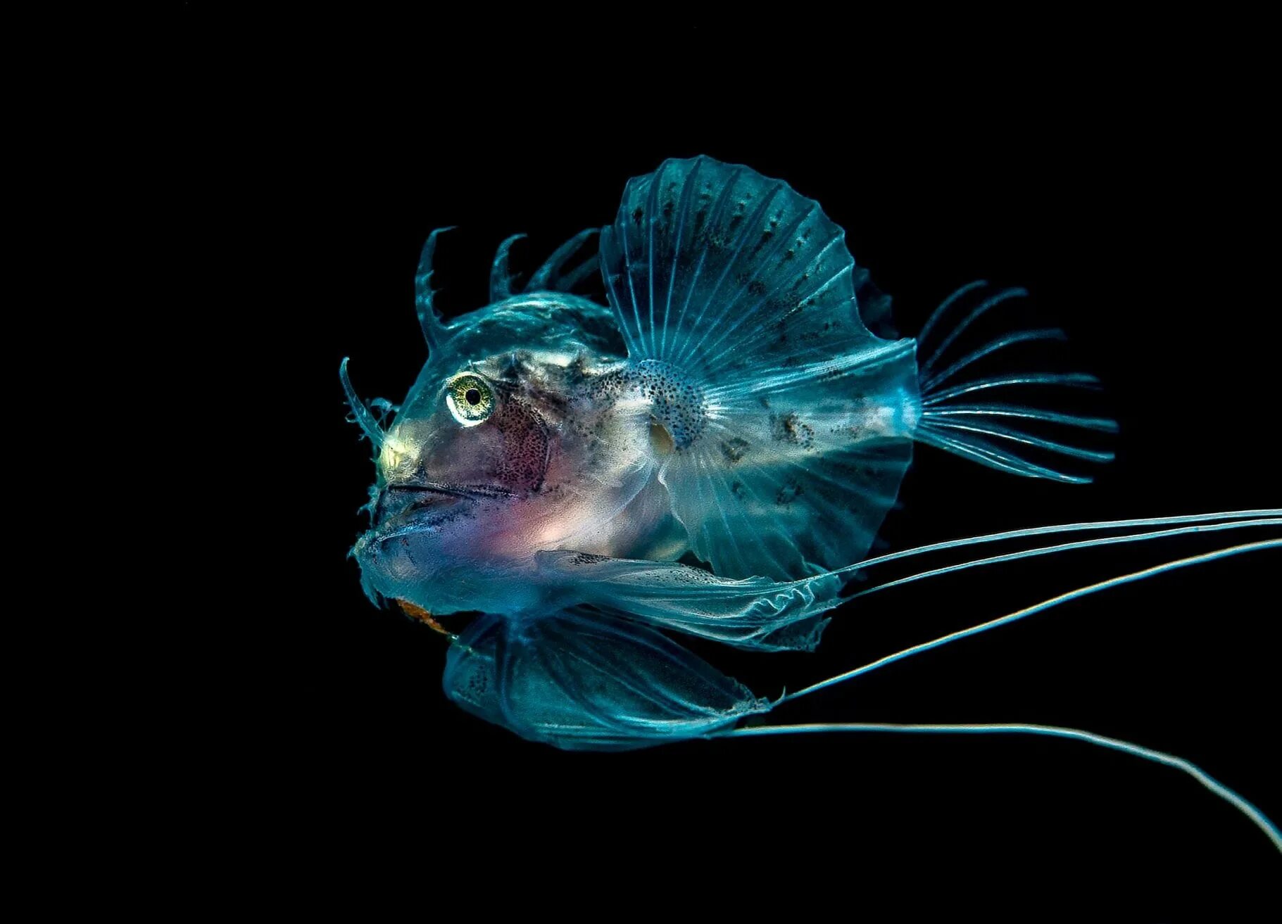 Саблезуб (anoplogaster cornuta). Рыба удильщик. Саблезуб (anoplogaster cornuta). Рыба удильщик марианская впадина. Удильщик эволюция.