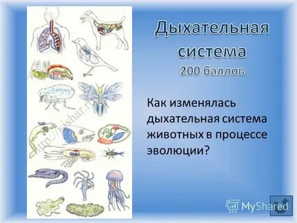 Эволюция беспозвоночных животных