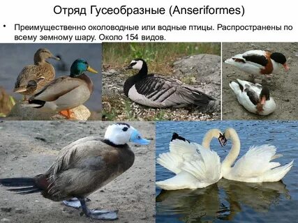Особенности внешнего строения гусеобразных