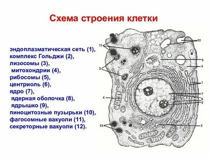 Передает информацию из ядра в цитоплазму