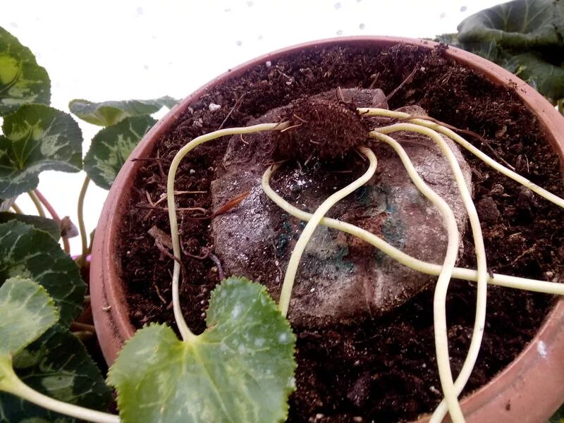 цикламен луковица. процесс прорастания растения. клубень цикламена. нужен ли период покоя. цикламен размножение.