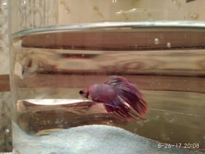 Гибель аквариумных петушков в аквариуме. Мертвая рыбка в аквариуме петушок. Петушок рыбка аквариумная мертвая. Мертвые рыбки петушки. Мертвая рыбка петушок.