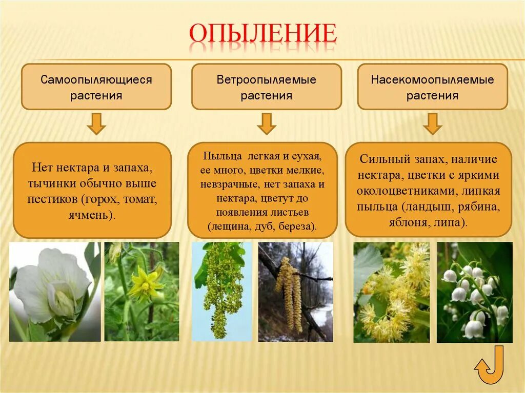 Жизнь растений 6 класс биология кратко. Опыление растений. Типы опыления растений. Способы опыления цветка. Способы опыления цветковых растений.