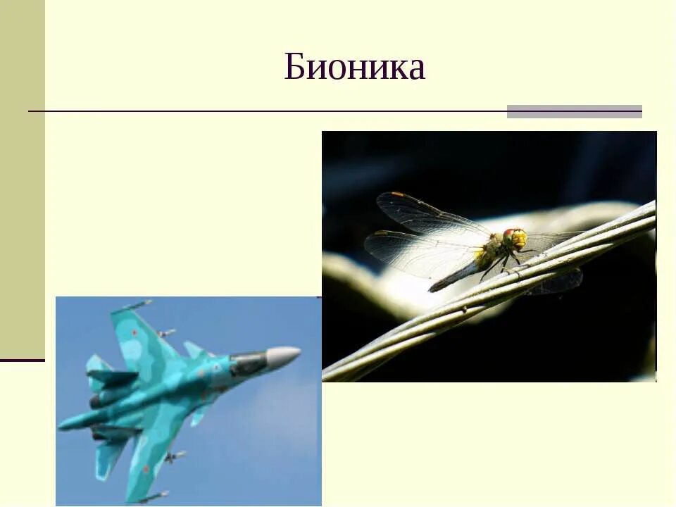 Бионика технический взгляд на живую природу. Бионика природа. Бионика природа. Бионика природа. Бионика природа.