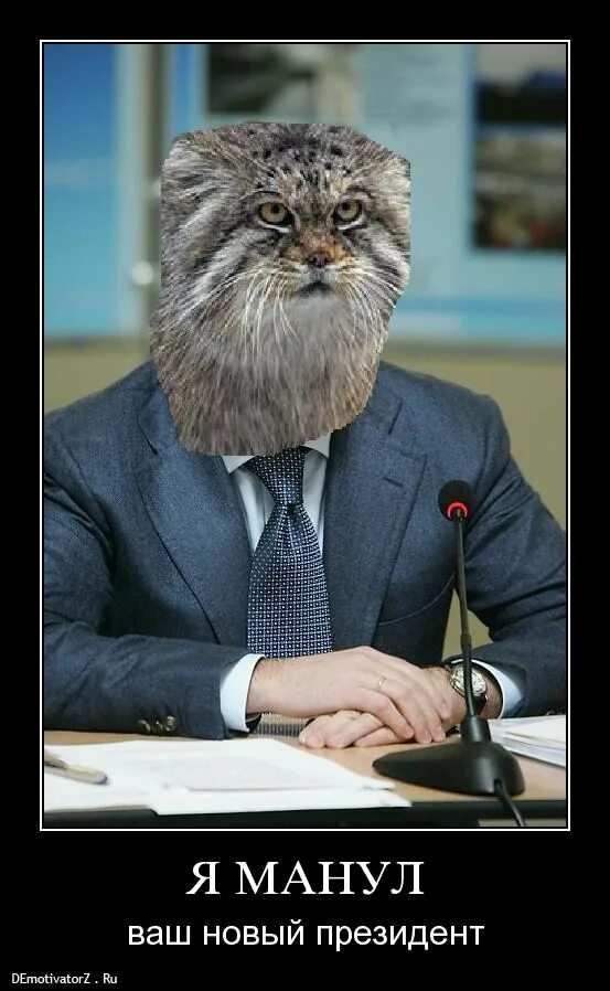 Манул пушкин. Манул и человек. кот манул с человеком. манул мем.