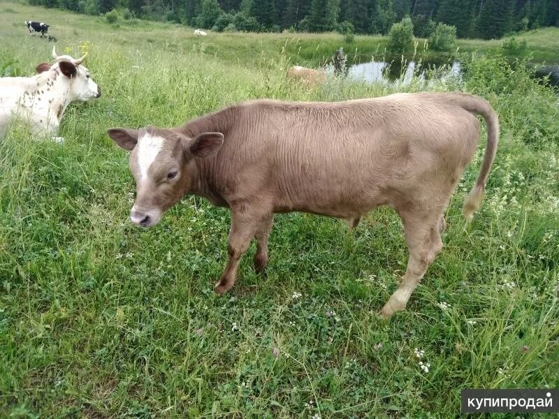 Кемеровская корова. КУППИИТЬ ТЕЯЯТ корров в ке. Куплю корову Промышленновском районе Кемеровской обл. Корова купить Кемеровская.