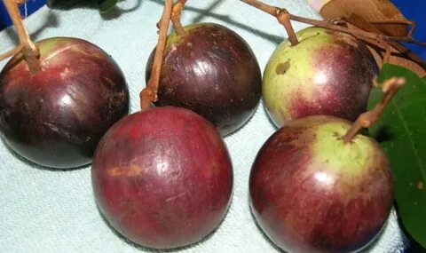 Apple star