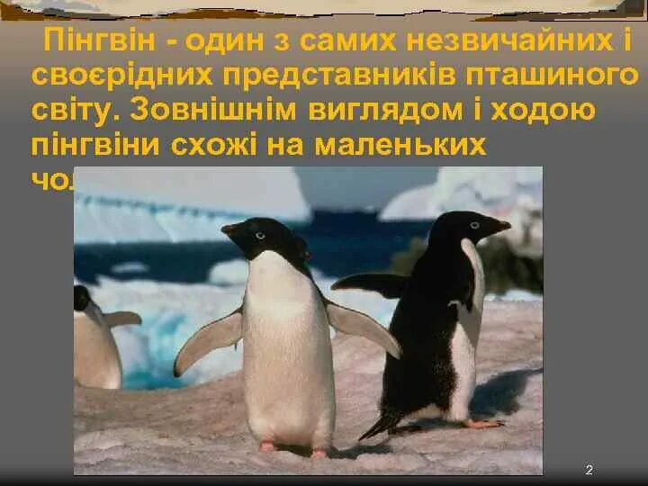 Пингвины информация. Интересные факты о пингвинах. пингвины презентация. пингвины сведения. презентация на тему пингвины.
