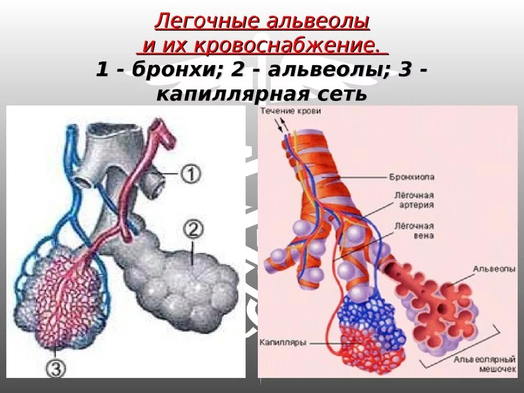 Строение бронхов и альвеол. Бронхи строение альвеолы. Строение легочной альвеолы. Строение лёгких альвеолы. Альвеолярные легкие характерны для