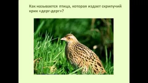 Какая птица громко кричит