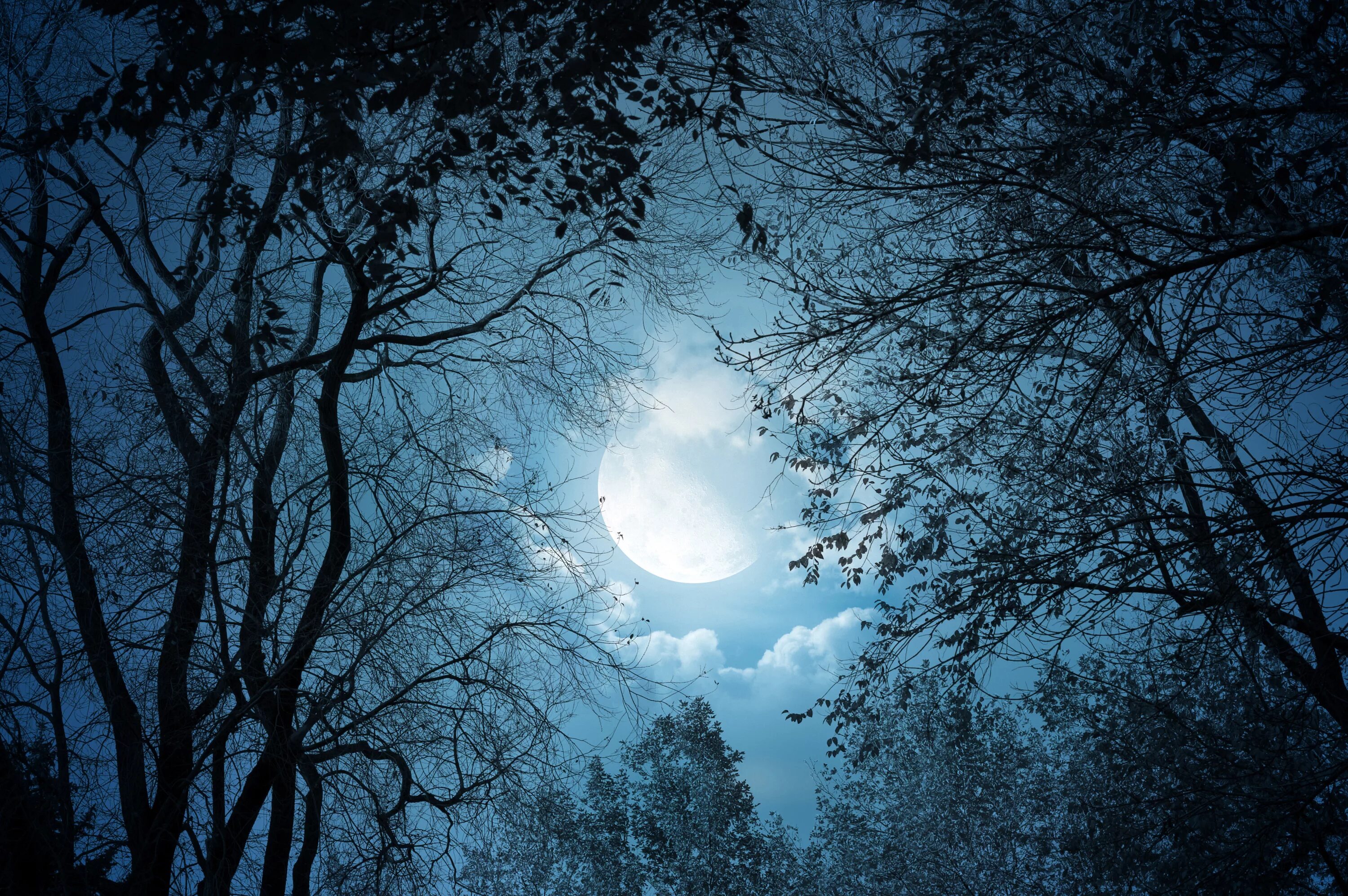 Луна сквозь деревья. Ночная природа. Ночной пейзаж. Ночь Луна. Природа ночью.