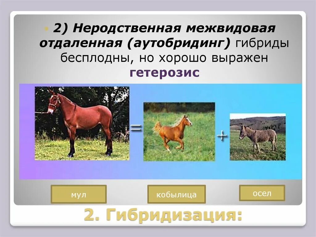 5 межвидовых гибридов. Межвидовая отдаленная гибридизация. Внутривидовая гибридизация животных. Гибридизация метод селекции. Гибридизация в селекции растений и животных.