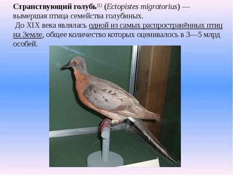 Странствующий голубь вымер или нет. Странствующий голубь. странствующий голубь доклад. странствующий голубь яйца.