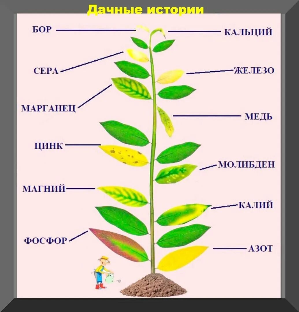 Элементы растений. Нехватка по листу элементов у растений. Дефицит микроэлементов у растений. Недостаток питательных веществ по листу.