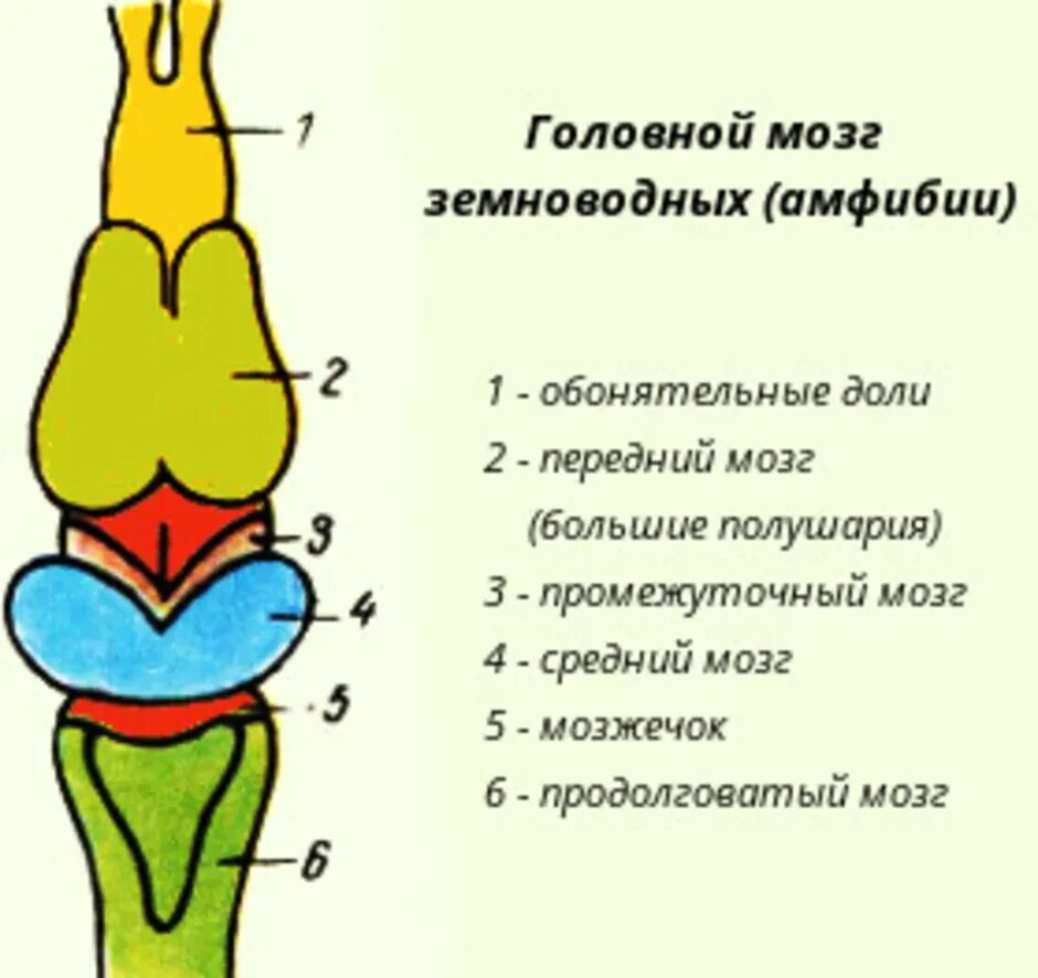 Развитие мозжечка у земноводных. Схема головного мозга земноводных. Строение головного мозга амфибии. Схема отделов головного мозга лягушки. Строение головного мозга земноводных.