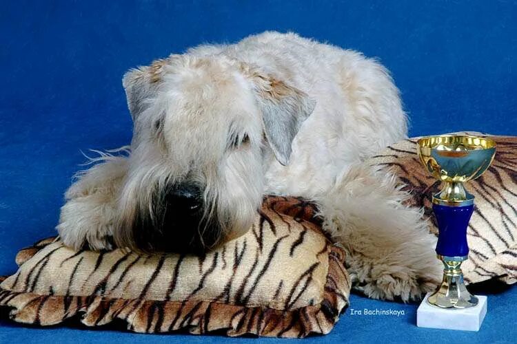 порода собак чихуахуа короткошерстные. деревенские лакомства карты игральные ризеншнауцер. лейкленд терьер выставка. чихуахуа длинношерстные и гладкошерстные. питомник серебряная мечта.