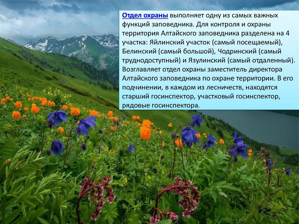 Охраняемые природные территории алтайского края. Алтайский заповедник растительный мир. Заповедники Алтайского края. Охрана природы Алтайского края. Заповедные зоны Алтайского края.