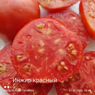 Томаты инжир описание сорта фото отзывы
