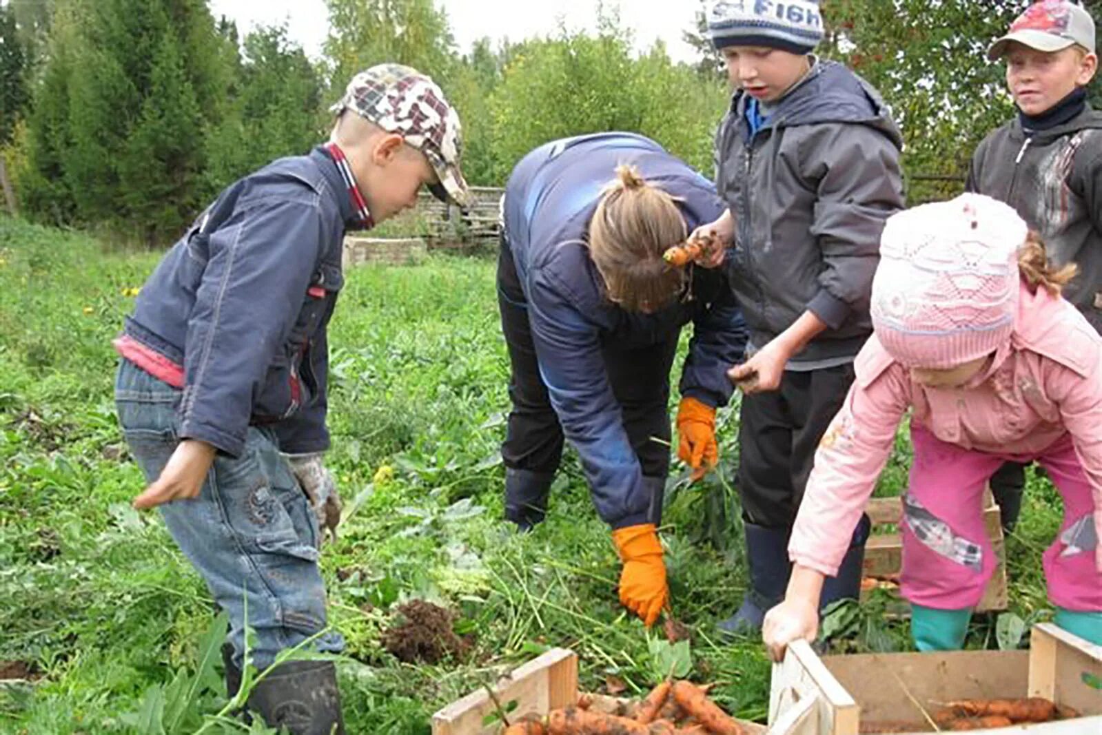 Сбор урожая. Сбор урожая в огороде. Уборка урожая для детей.