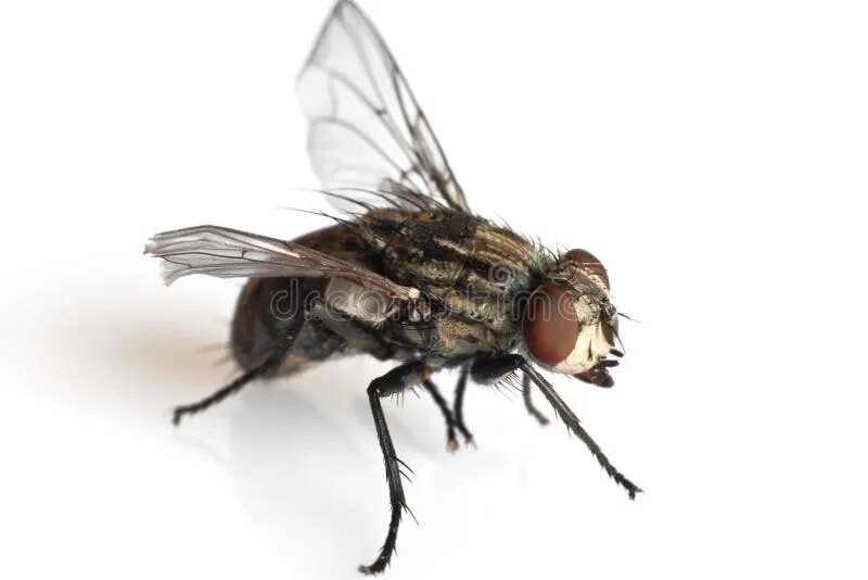 Bugs flies