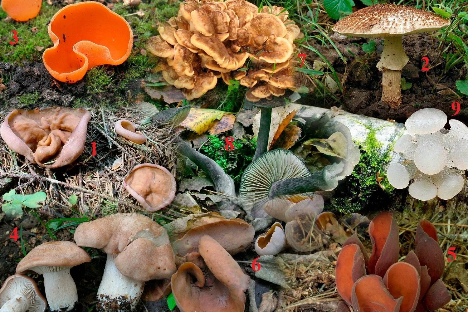 Название некоторых грибов. Грибы разные. Съедобные грибы. Много разных грибов. Разнообразие съедобных грибов.