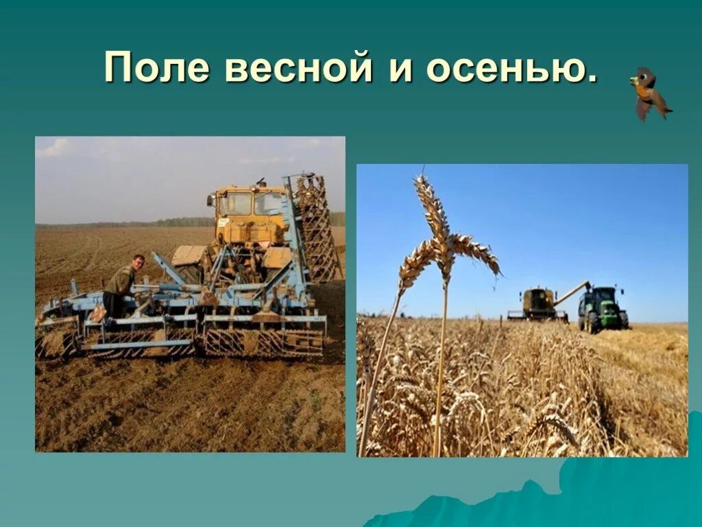 Рассказ о труде людей в поле. Труд людей в поле. Труд людей весной в поле. Труд людей в поле 2 класс. Рисунок на тему сельское хозяйство.